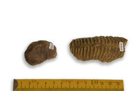 F 03894
<br/>
<br/>
<em></em>